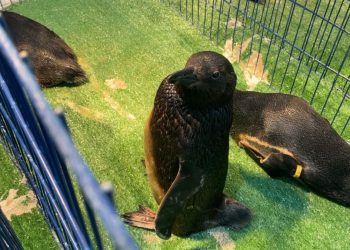 Pinguins são resgatados cobertos por óleo no RS; 18 animais estão em reabilitação
