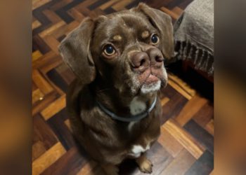 Pug gigante ou labrador-caramelo? Cachorro com 'dois narizes' chama atenção e tutora faz 'tour' pelo pet para matar curiosidade de seguidores