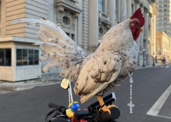 Galo garnisé participa de procissão de Corpus Christi com terço no pescoço em cima de bicicleta no RS