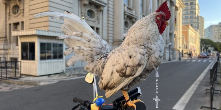 Galo garnisé participa de procissão de Corpus Christi com terço no pescoço em cima de bicicleta no RS